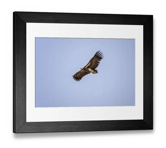 Framed Print : Lappet-faced vulture, Torgos tracheliotos