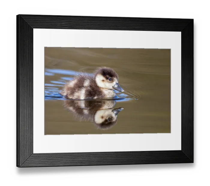 Framed Print : Nile Goose, Alopochen aegyptiaca