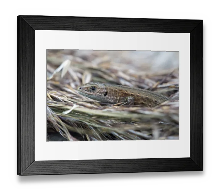 Framed Print : Wood lizard, Zootoca vivipara
