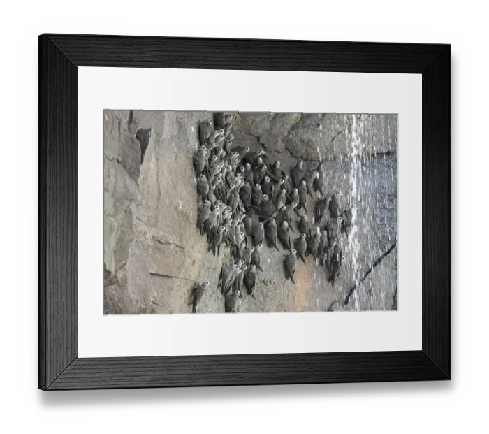 Framed Print : Sooty Swift, Cypseloides senex