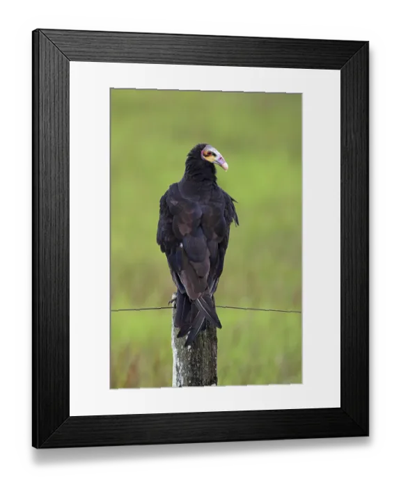 Framed Print : Lesser yellow-headed vulture, Cathartes burrovianus