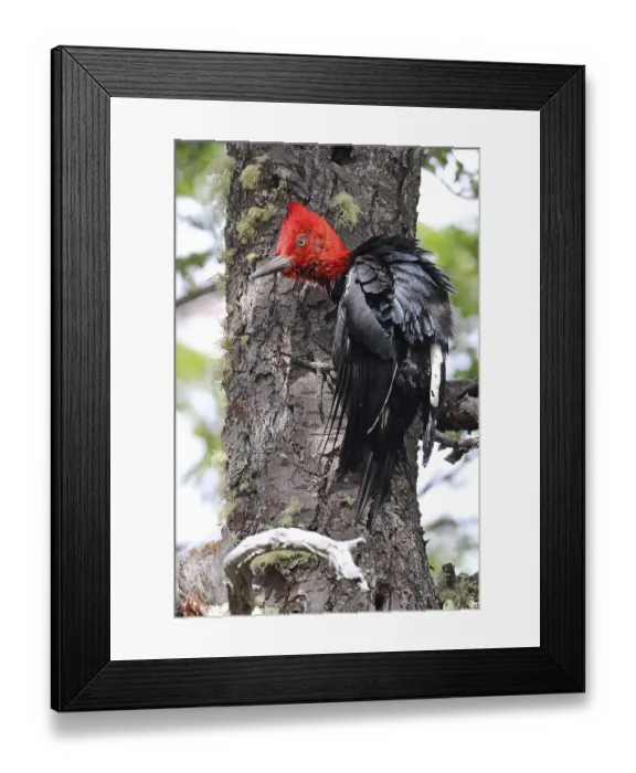 Framed Print : Magellanic Woodpecker, Campephilus magellanicus