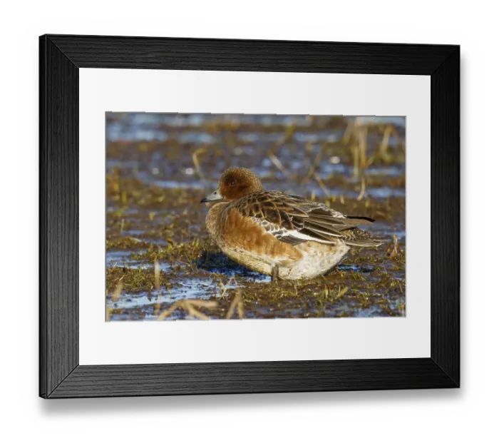 Framed Print : Eurasian Wigeon (Mareca penelope) female