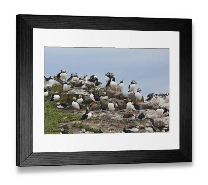 Framed Print : Atlantic Puffin (Fratercula arctica)