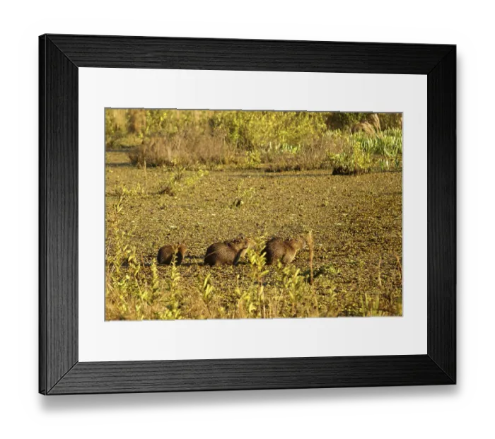 Framed Print : Capybaras in the Pantanal (Hydrochaeris hydrochaeris)
