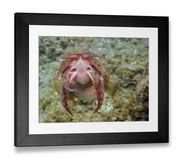 Framed Print : Common cuttlefish (Sepia officinalis)