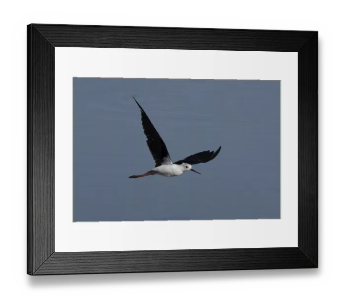 Framed Print : Black winged stilt (Himantopus himantopus) adult bird in flight over a lagoon