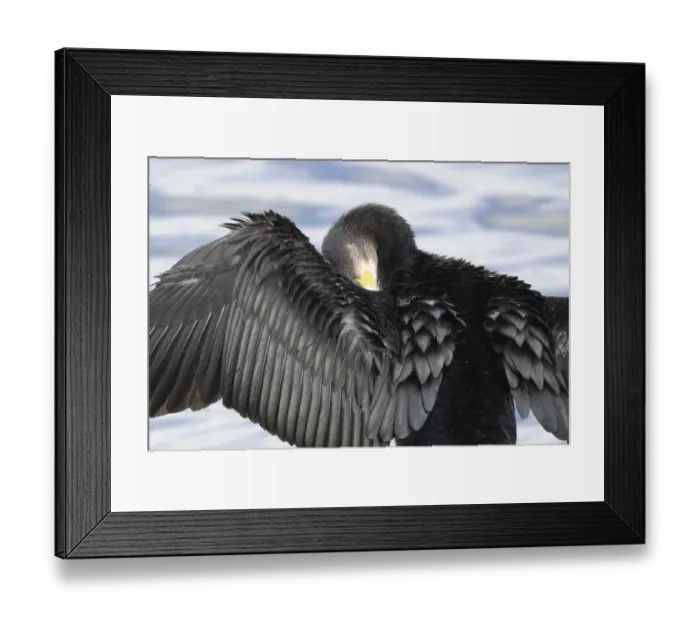 Framed Print : Great cormorant (Phalacrocorax carbo) adult bird drying its wings on a tree branch