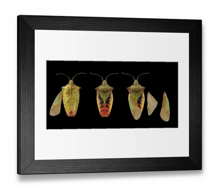 Framed Print : Hawthorn shield bug (Acanthosoma haemorrhoidale)