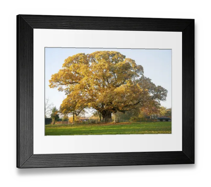 Framed Print : Orange brown sweet chestnut tree Framed Print : Orange brown sweet chestnut tree