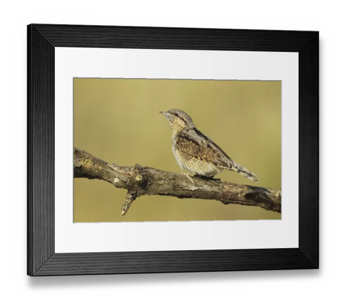 Framed Print : Eurasian Wryneck (Jynx torquilla)