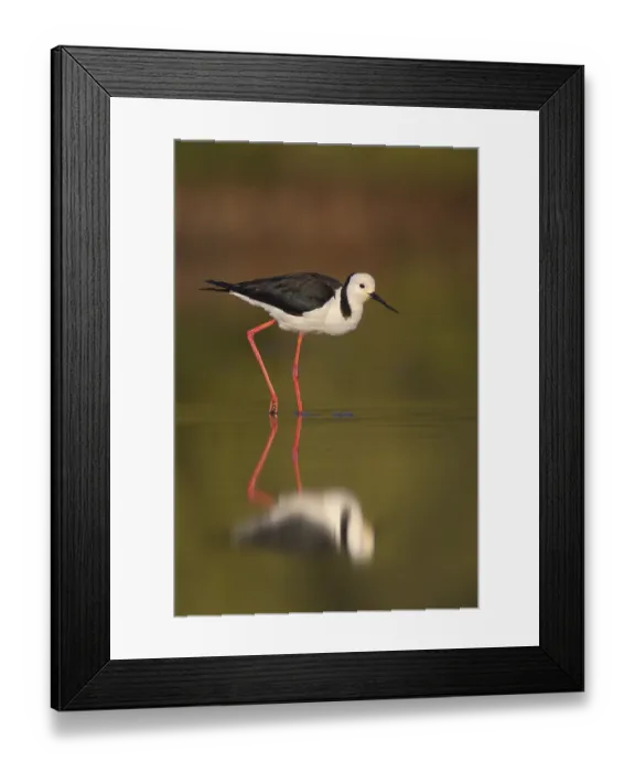 Framed Print : White-headed Stilt (Himantopus leucocephalus) Framed Print : White-headed Stilt (Himantopus leucocephalus)