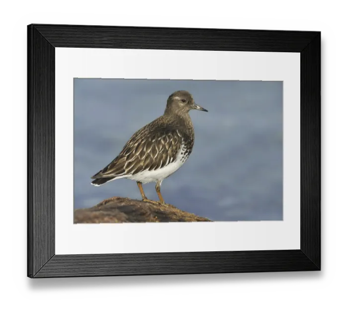Framed Print : Black Turnstone (Arenaria melanocephala) Framed Print : Black Turnstone (Arenaria melanocephala)