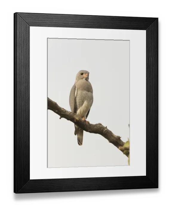 Framed Print : Lizard Buzzard (Kaupifalco monogrammicus) Framed Print : Lizard Buzzard (Kaupifalco monogrammicus)