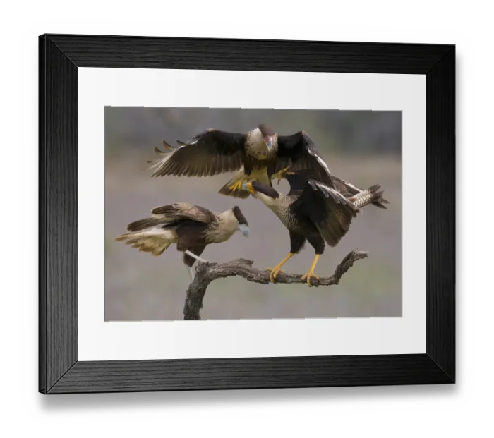 Framed Print : Crested Caracara (Caracara cheriway)