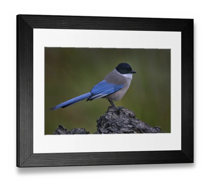 Framed Print : Azure-winged Magpie, Cyanopica cyanus