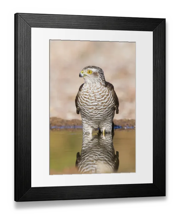 Framed Print : Eurasian Sparrowhawk (Accipiter nisus) drinking at a waterhole