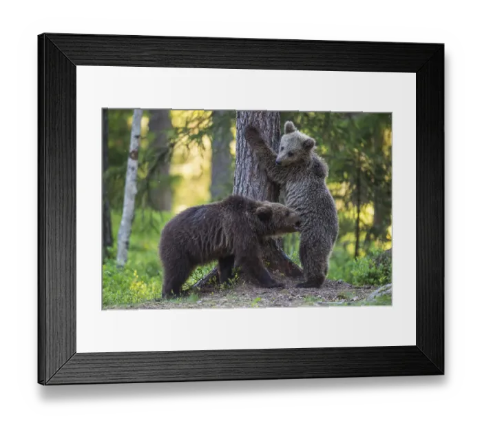 Framed Print : Eurasian Brown Bear (Ursus arctos) two cubs playing in forest