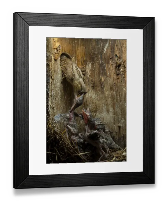 Framed Print : Eurasian Wryneck (Jynx torquilla) feeding chicks in nesting box