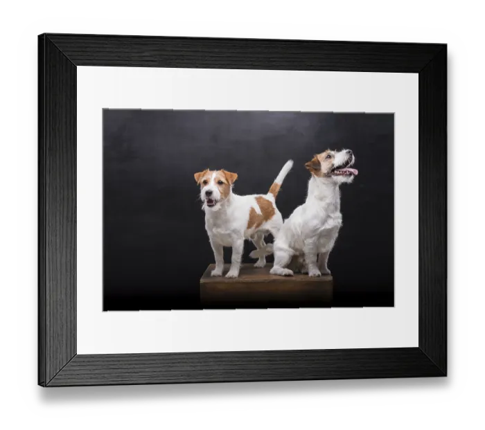 Framed Print : Two charming Jack Russell posing in a studio on a black background