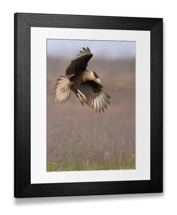 Framed Print : Crested Caracara (Caracara cheriway)