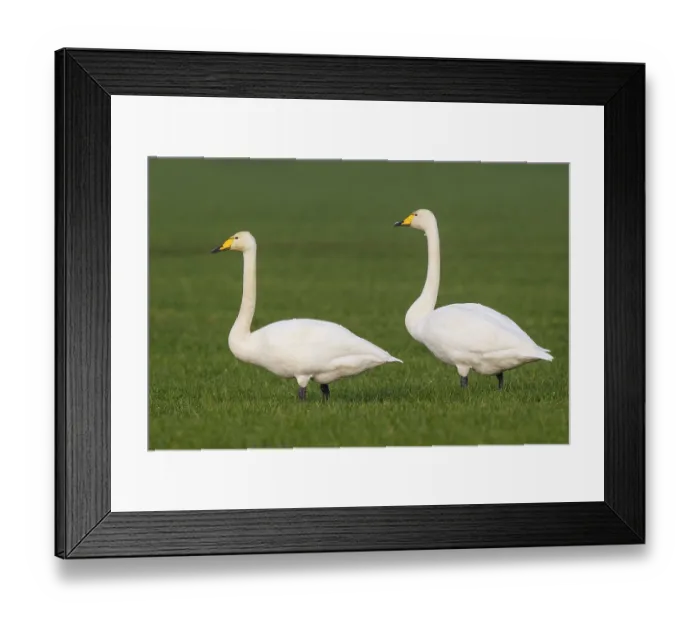 Framed Print : Whooper Swan (Cygnus cygnus), North Rhine-Westphalia Framed Print : Whooper Swan (Cygnus cygnus), North Rhine-Westphalia