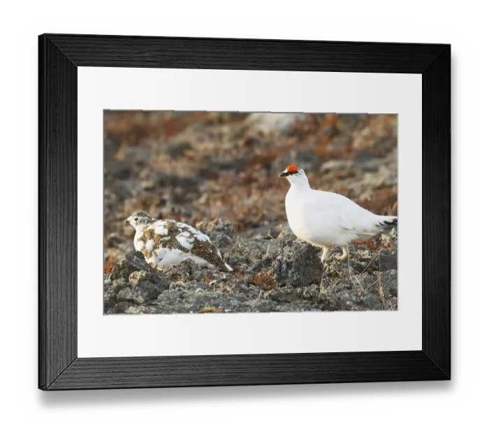 Framed Print : Rock Ptarmigan (Lagopus muta) male Framed Print : Rock Ptarmigan (Lagopus muta) male