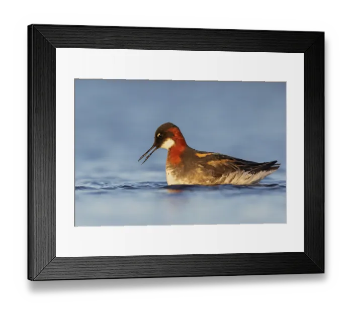 Framed Print : Red-necked Phalarope (Phalaropus lobatus) in a pond near Nome