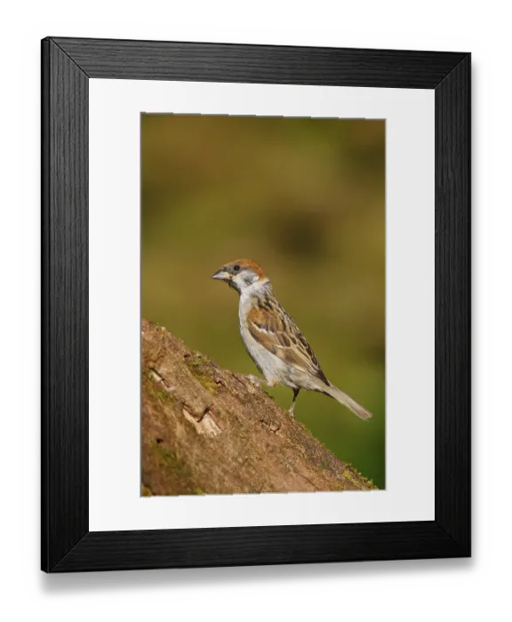 Framed Print : Eurasian Tree Sparrow (Passer montanus)