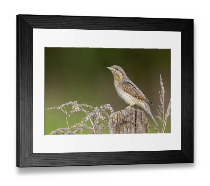 Framed Print : Eurasian Wryneck (Jynx torquilla) perched on a stump