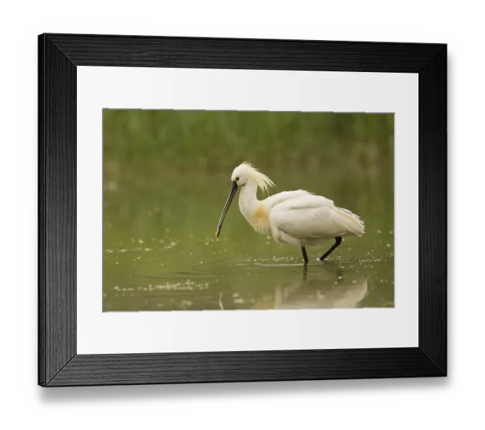 Framed Print : Eurasian Spoonbill (Platalea leucorodia)