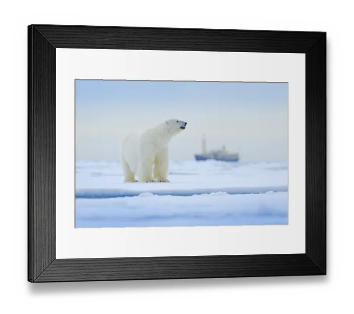 Framed Print : Bear and boat. Polar bear on drifting ice with snow Framed Print : Bear and boat. Polar bear on drifting ice with snow