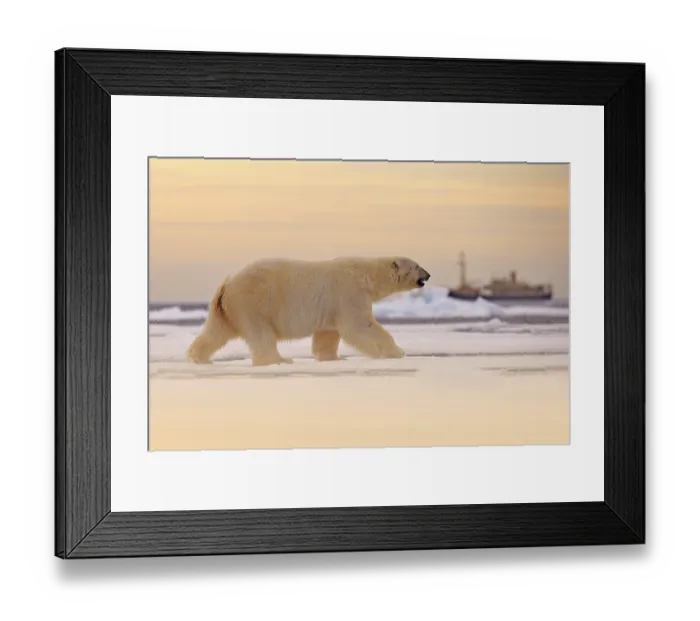 Framed Print : Polar bear on drift ice edge with snow and water in Norway sea Framed Print : Polar bear on drift ice edge with snow and water in Norway sea