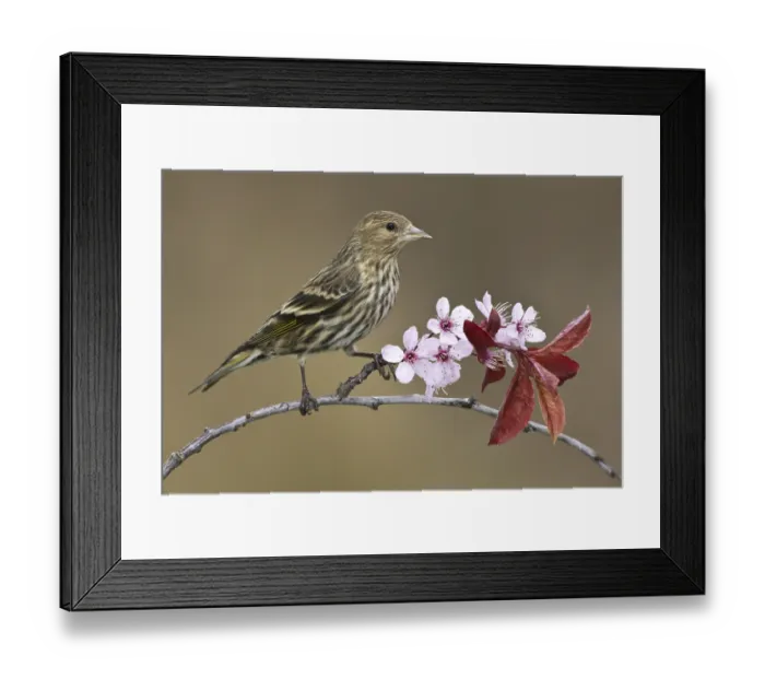 Framed Print : Pine Siskin (Spinus pinus), British Columbia