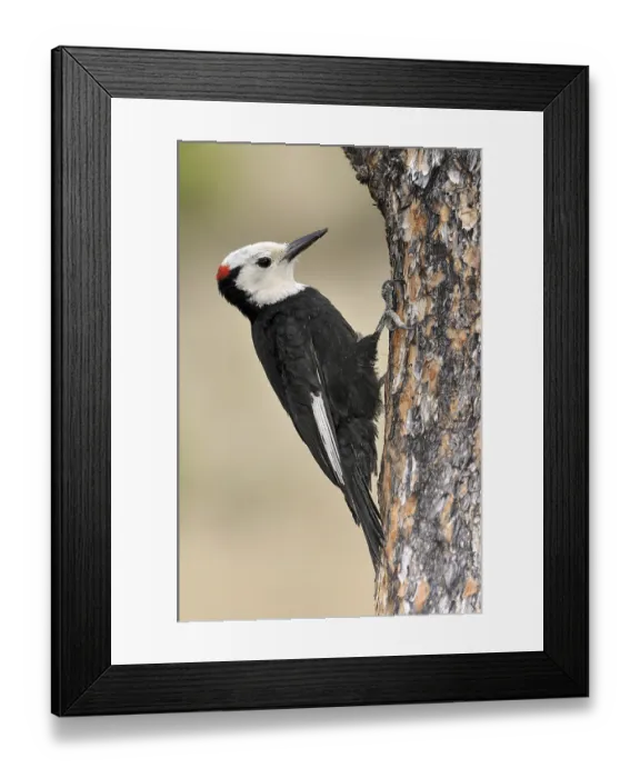 Framed Print : White-headed Woodpecker (Leuconotopicus albolarvatus)