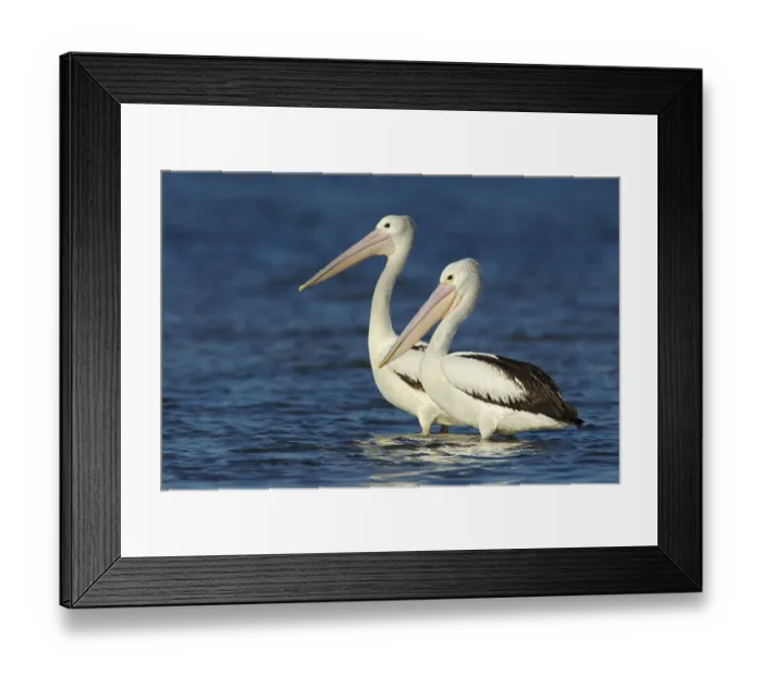 Framed Print : Australian Pelican (Pelecanus conspicillatus)