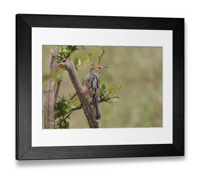 Framed Print : Winding Cisticola (Cisticola marginatus)