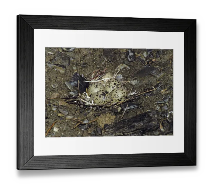 Framed Print : Semipalmated Plover Charadrius semipalmatus Nome