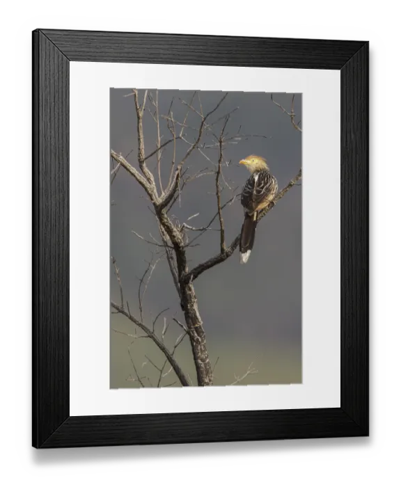 Framed Print : Guira Cuckoo (Guira guira) perched on a branch in the Atlantic rainforest of southeast Brazil Framed Print : Guira Cuckoo (Guira guira) perched on a branch in the Atlantic rainforest of southeast Brazil