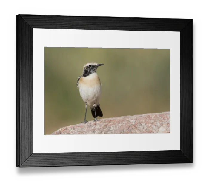 Framed Print : Desert Wheatear (Oenanthe deserti homochroa) Eilat Framed Print : Desert Wheatear (Oenanthe deserti homochroa) Eilat