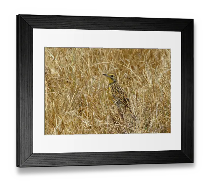 Framed Print : Sharpe's Longclaw, Macronyx sharpei Sharpe's Longclaw