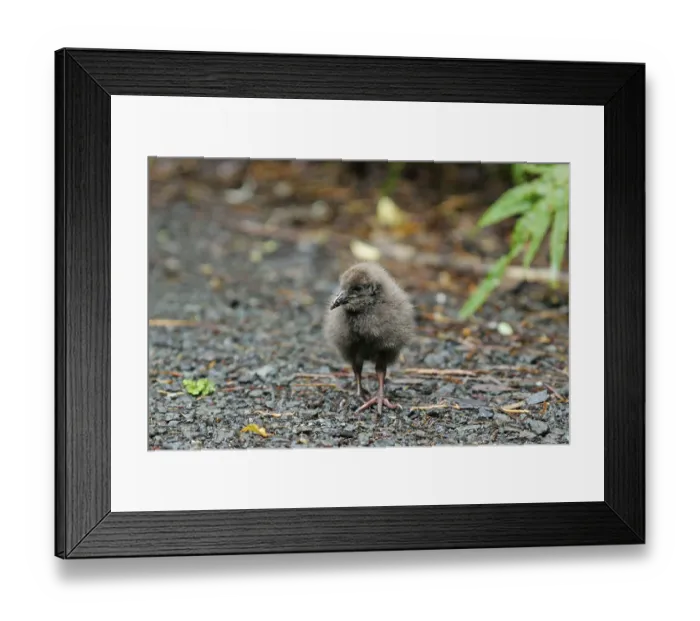 Framed Print : Weka (Gallirallus australis) chick foraging