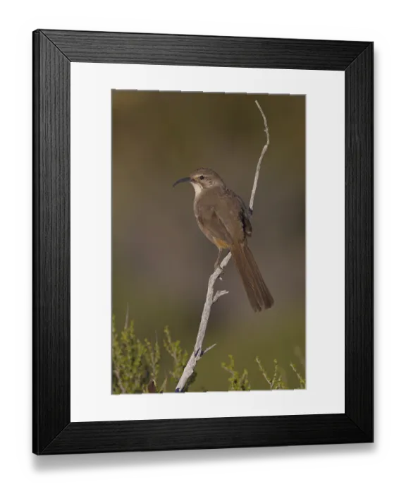 Framed Print : California Thrasher (Toxostoma redivivum) Framed Print : California Thrasher (Toxostoma redivivum)