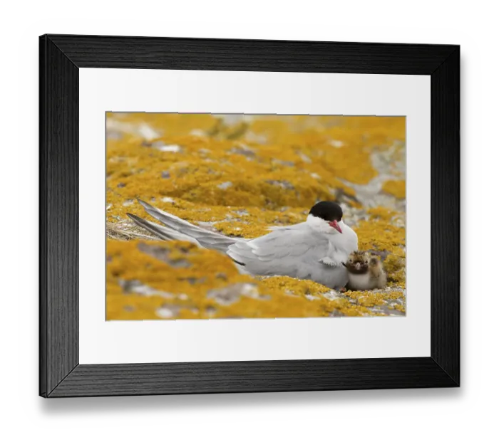 Framed Print : Arctic Tern (Sterna paradisaea) with chick Framed Print : Arctic Tern (Sterna paradisaea) with chick