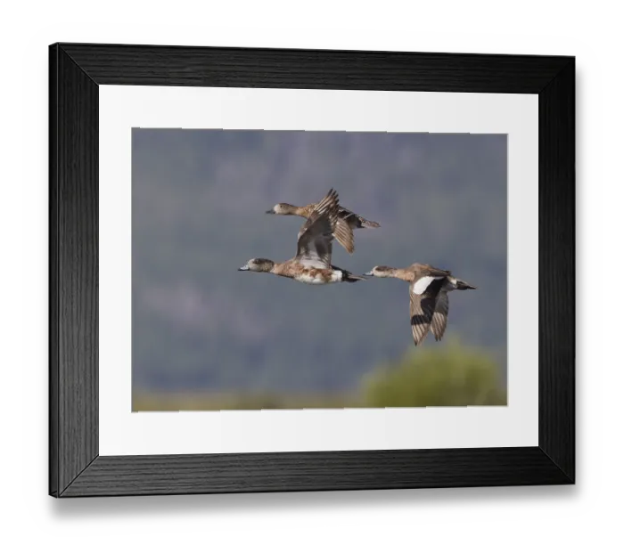 Framed Print : American Wigeon (Mareca americana) male flying