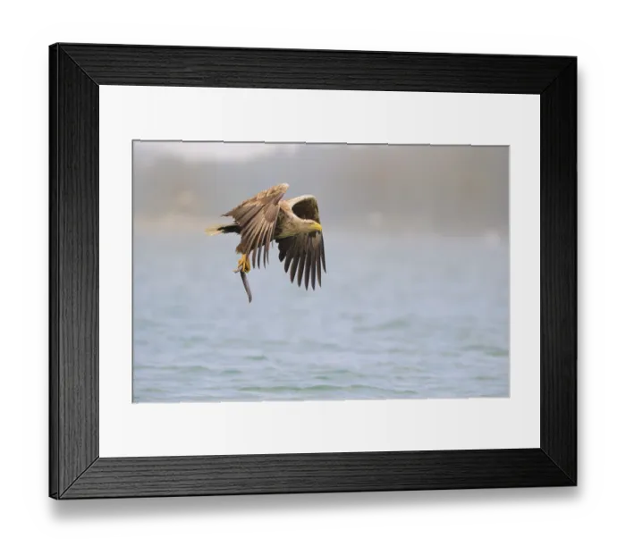Framed Print : White-tailed Eagle (Haliaeetus albicilla) flying with prey