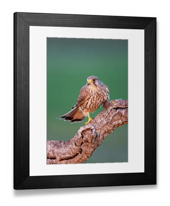 Framed Print : Common Kestrel (Falco tinnunculus) female with prey
