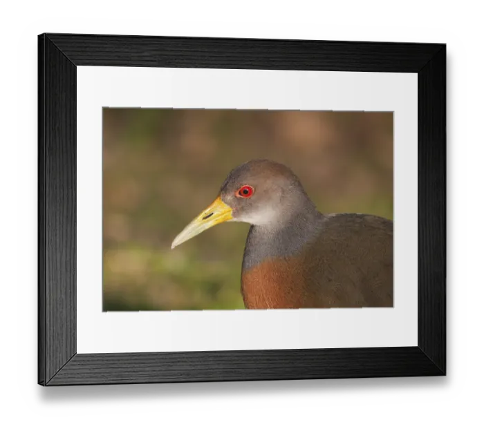 Framed Print : Grey-necked Wood Rail (Aramides cajaneus)