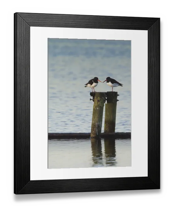 Framed Print : Eurasian Oystercatcher (Haematopus ostralegus)