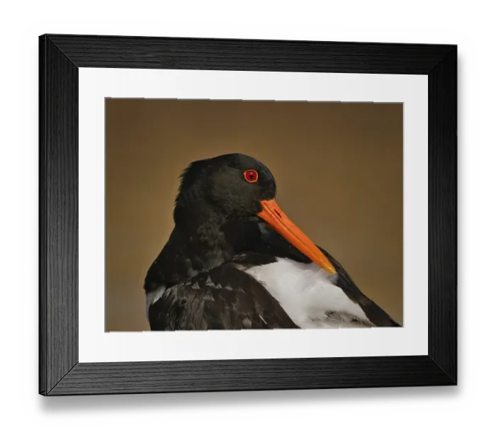 Framed Print : Eurasian Oystercatcher (Haematopus ostralegus)